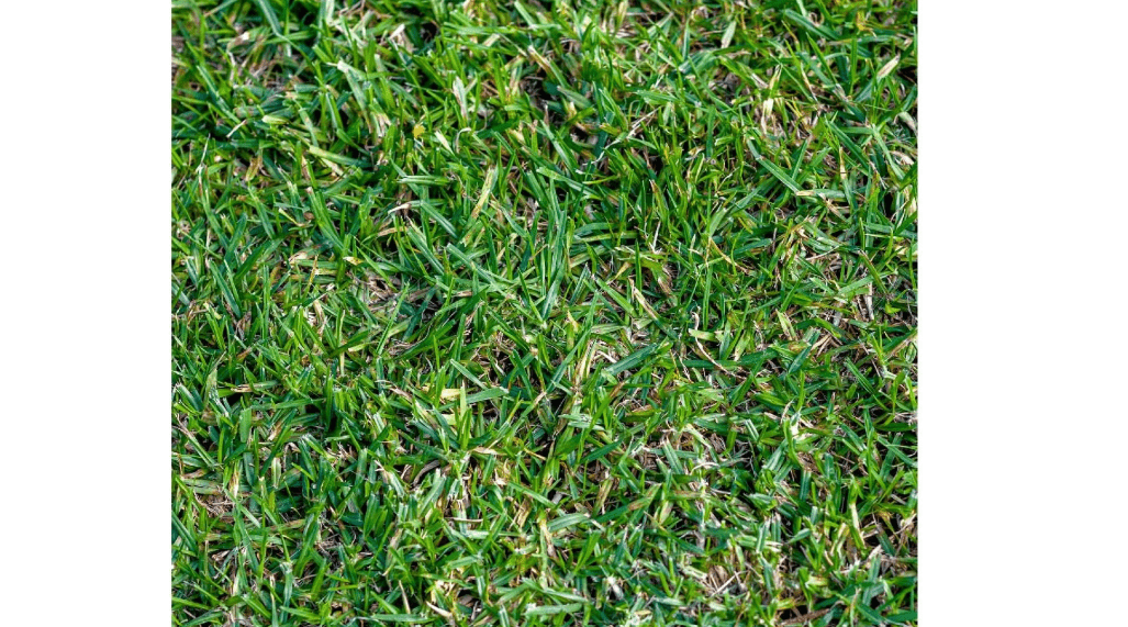 Everwilde Farms - 1 Lb Buffalo Grass Native Grass Seeds - Gold Vault
