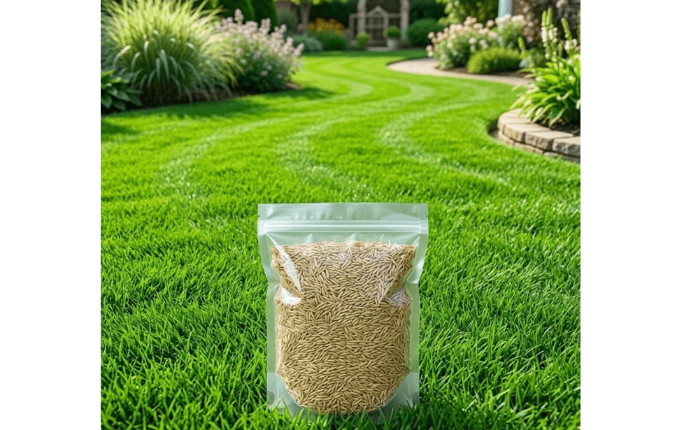 100.000 Zenith Zoysia Grass Seeds Zoysia Grass Seed for Lush Lawngrass Seeds,Low-Maintenance Lawn, Groundcover