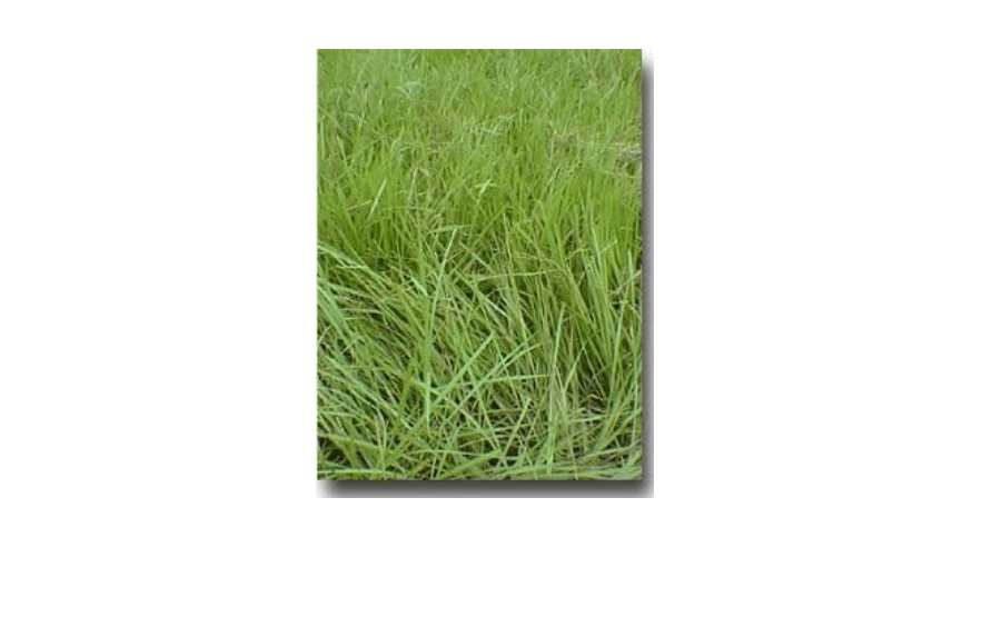 
SeedRanch Pensacola Bahia Grass Seed (Coated)