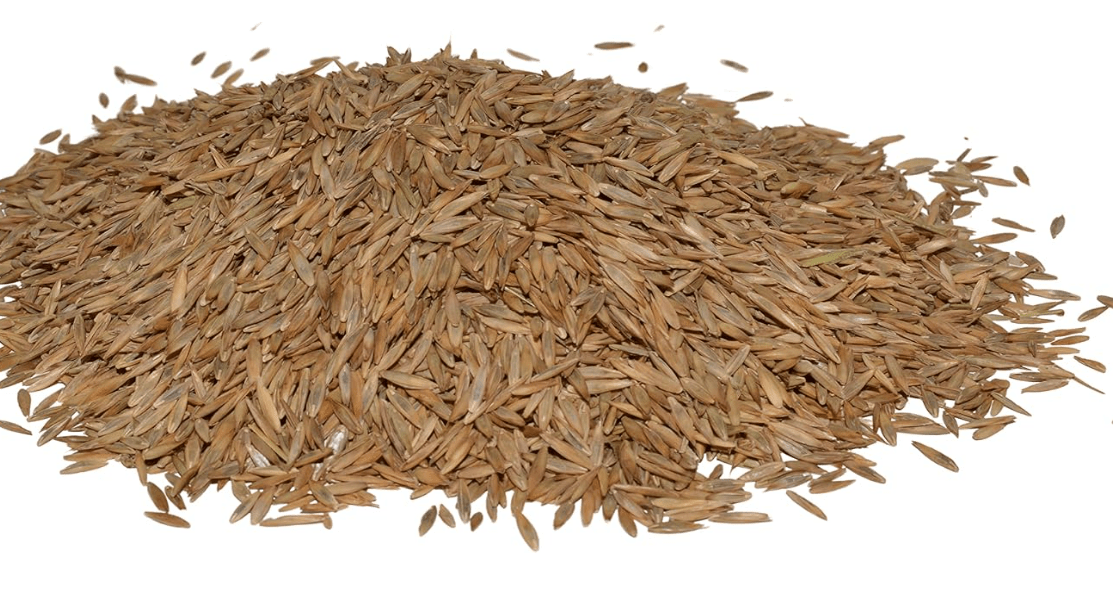Hancock Seed Co. Turf Type Tall Fescue Grass Seed, High Wear & Drought Tolerant Turf, Lush Green