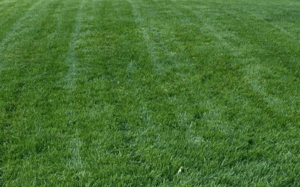 
Titan Rx Turf Type Tall Fescue Grass seed