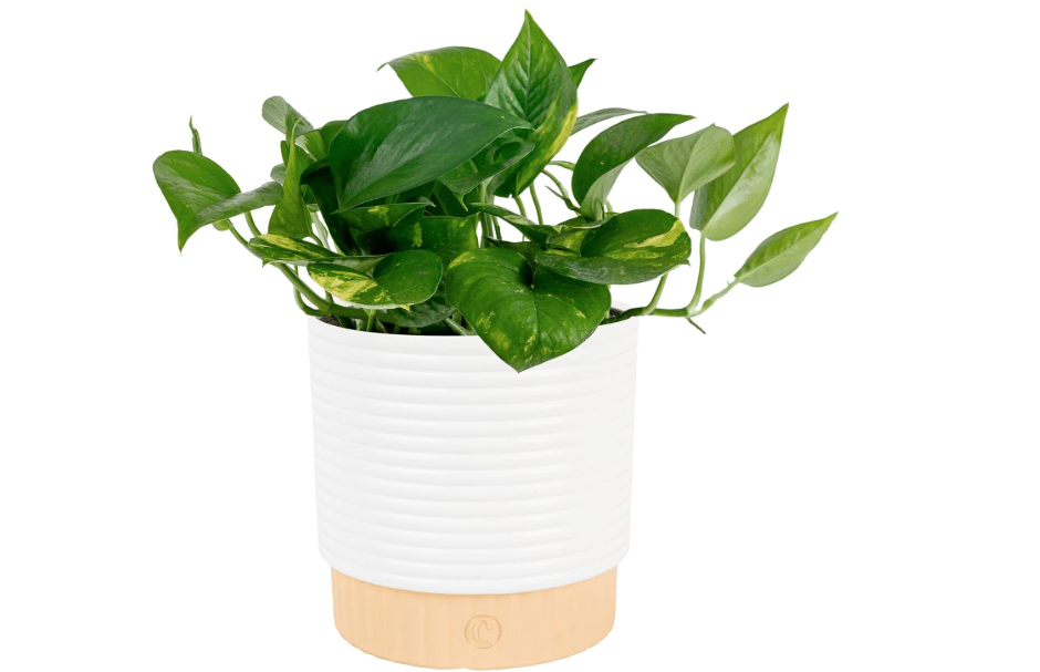 Costa Farms Golden Pothos, Live Indoor Plant, Trailing Vine, Air Purifying | Fast-growing trailing vine, one of the easiest to grow. Great indoor houseplant