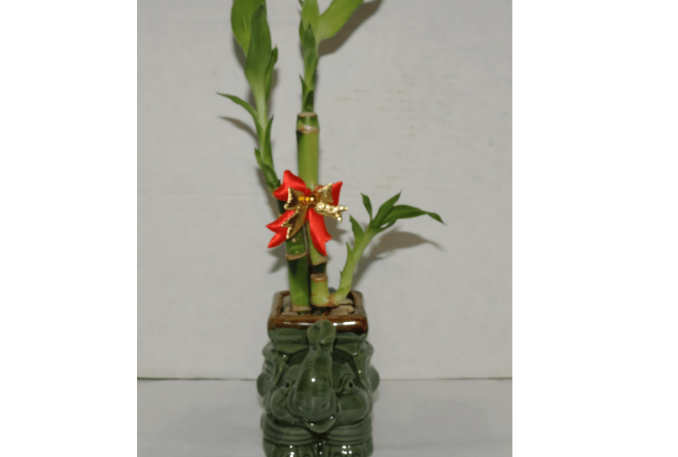 JMBAMBOO- Live 3 Style Lucky Bamboo Plant Arrangement with Ceramic elephant Vase