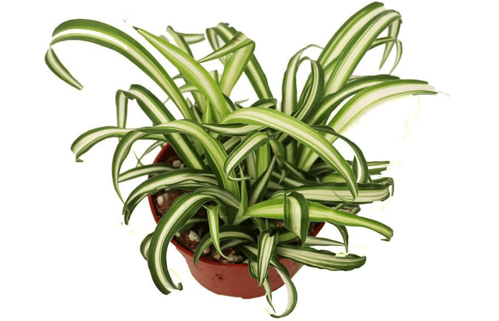 California Tropicals Variegated Spider Plant - Real Live Tropical Houseplant, Perfect for Indoor/Outdoor Home and Office Decoration, Easy Care, Perfect