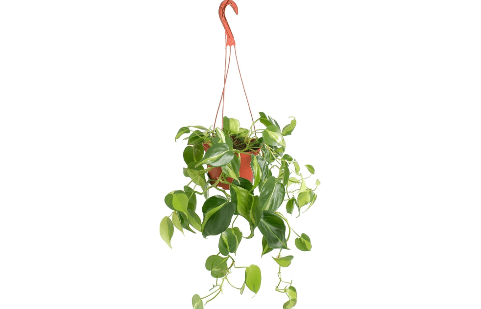 Shop Succulents Heartleaf Philodenron Brasil Hanging Plant, Live Indoor Plant, Easy Care Hanging Ivy Houseplant in Nursery Pot, Air Purifying Plant in Soil