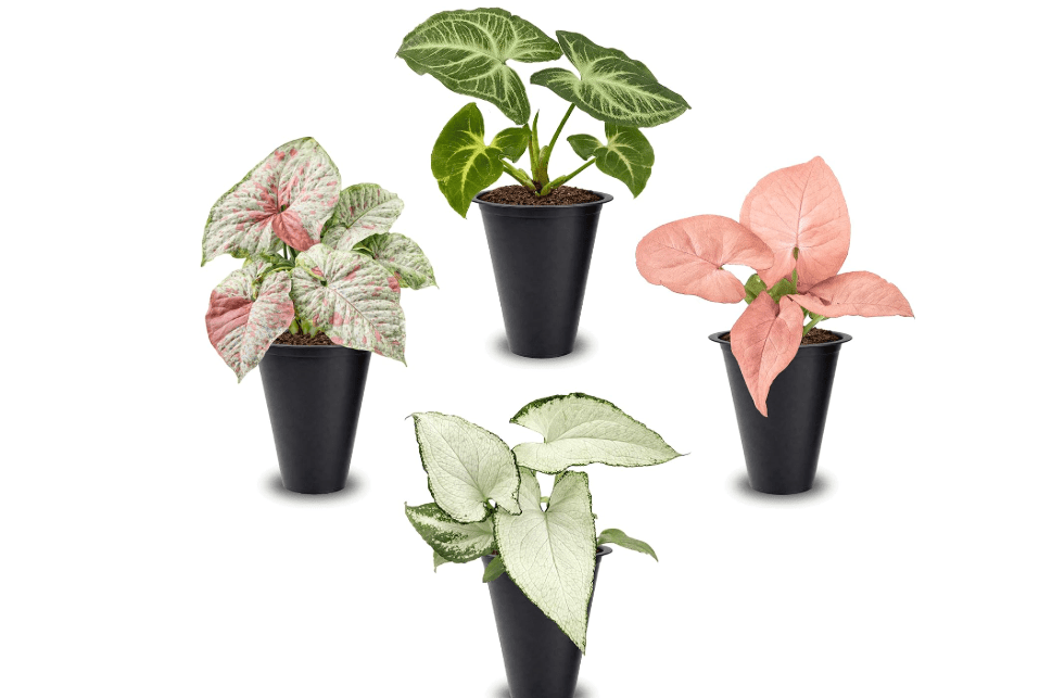 Syngonium Plant Collection (4 Pack) Live Starter Plants, Batik, Holly M, Milk Confetti, Neon Robusta, Rare Indoor Houseplants, Easy Care Arrowhead