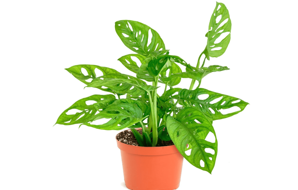 Shop Succulents Monstera Adansonii Hanging Plant, Live Indoor Plant, Easy Care Hanging Swiss Cheese Houseplant in Nursery Pot, Air Purifying Plant