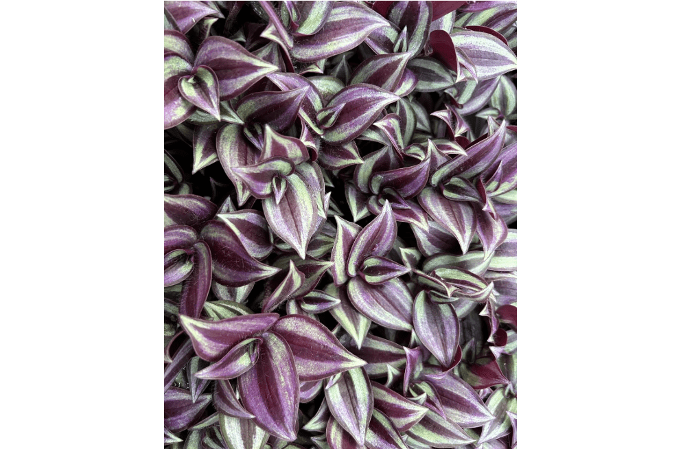 Tradescantia Zebrina Live Plants Pack of 10 Purple Wandering Jew | Easy Care Indoor Air Purifying Purple Houseplants