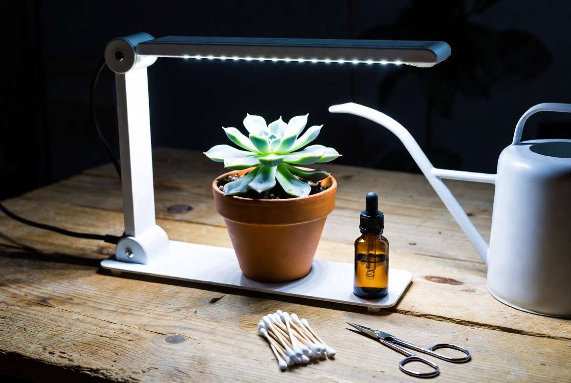 A dedicated succulent quarantine zone setup on a table, featuring a lone sick plant under a grow light and a specialized care kit including isopropyl alcohol and tools.