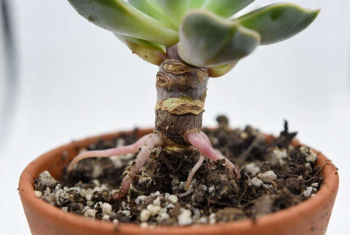 A calloused, beheaded succulent rosette showing new pink roots forming while resting in gritty propagation soil, illustrating successful beheading.