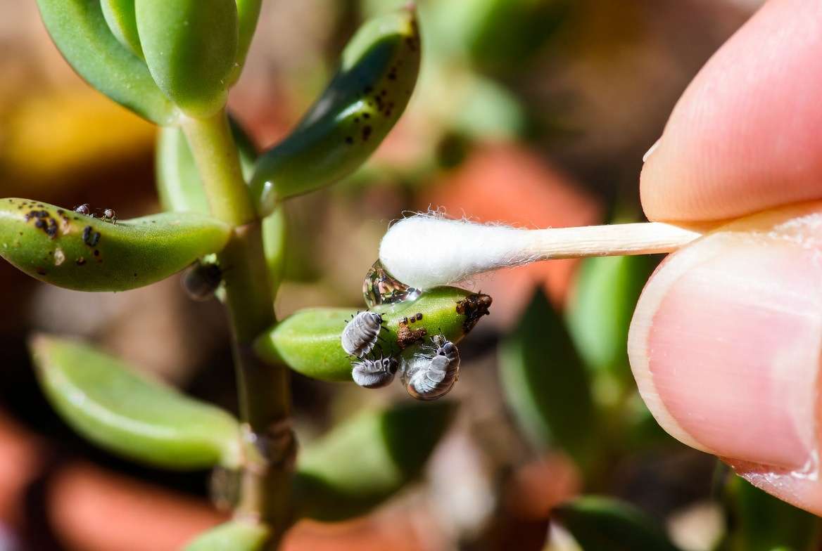Macro photo identifying mealybugs on a succulent leaf and spot-treating with isopropyl alcohol.