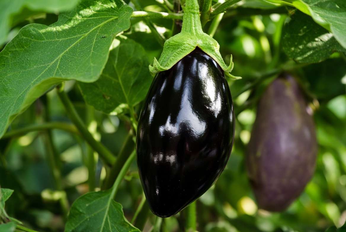 Close-up of a glossy, deeply colored ripe eggplant hanging on a vine, contrasting with a dull, overripe eggplant in the background.