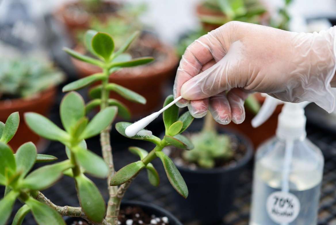 Close-up shot showing how to use a cotton swab dipped in isopropyl alcohol to spot-treat mealybugs on a Jade succulent.