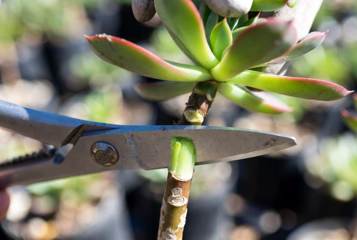 Close-up of gardening shears cutting an Echeveria rosette stem to remove rot.