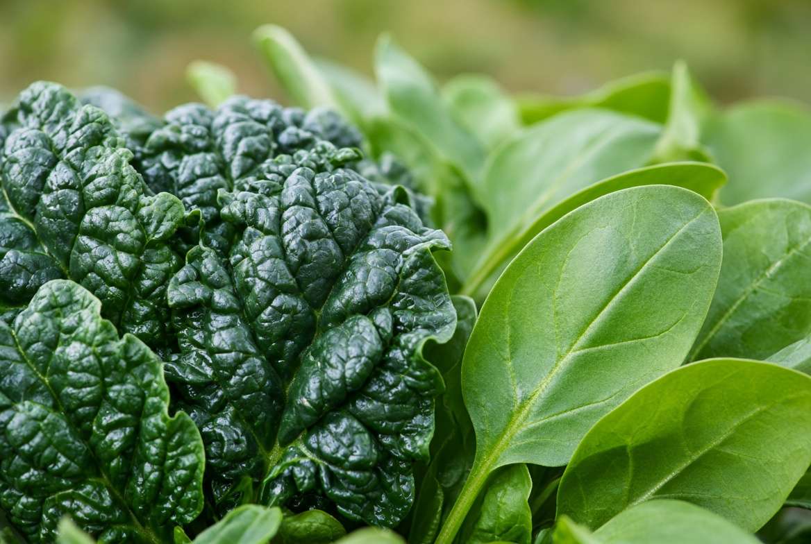 A close-up comparison highlighting the different leaf textures of crinkled savoy spinach and smooth baby spinach.