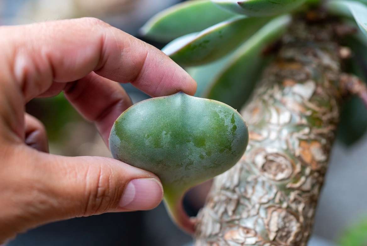 Gardener's hand gently performing the 'Taco Test' by squeezing a plump succulent leaf to check for firmness, with a corked stem in the background.