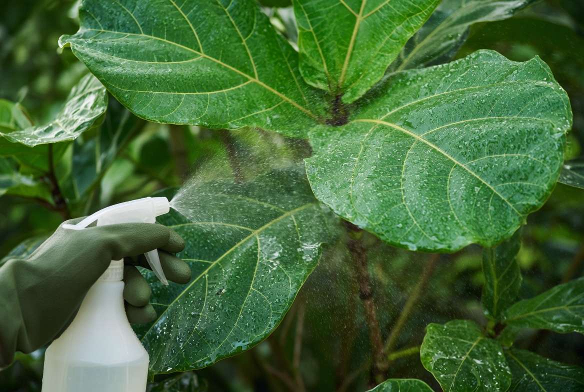 Gardener misting the undersides of a potted plant’s leaves with a foliar spray of liquid seaweed.
