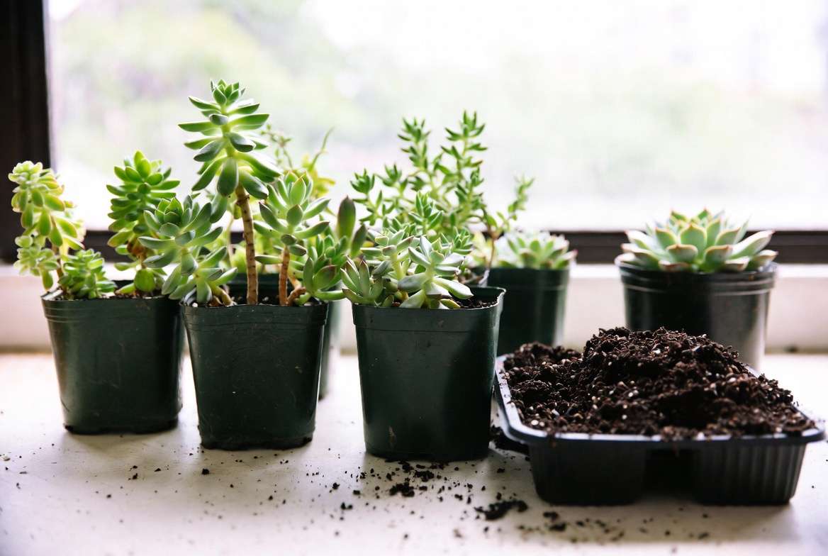 Five new varied succulents in nursery pots isolated on a workbench, ready for preventative quarantine inspection and repotting in gritty soil.