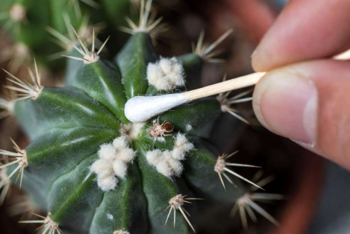 Close-up shot showing how to apply rubbing alcohol with a cotton swab to kill mealybugs on a cactus.