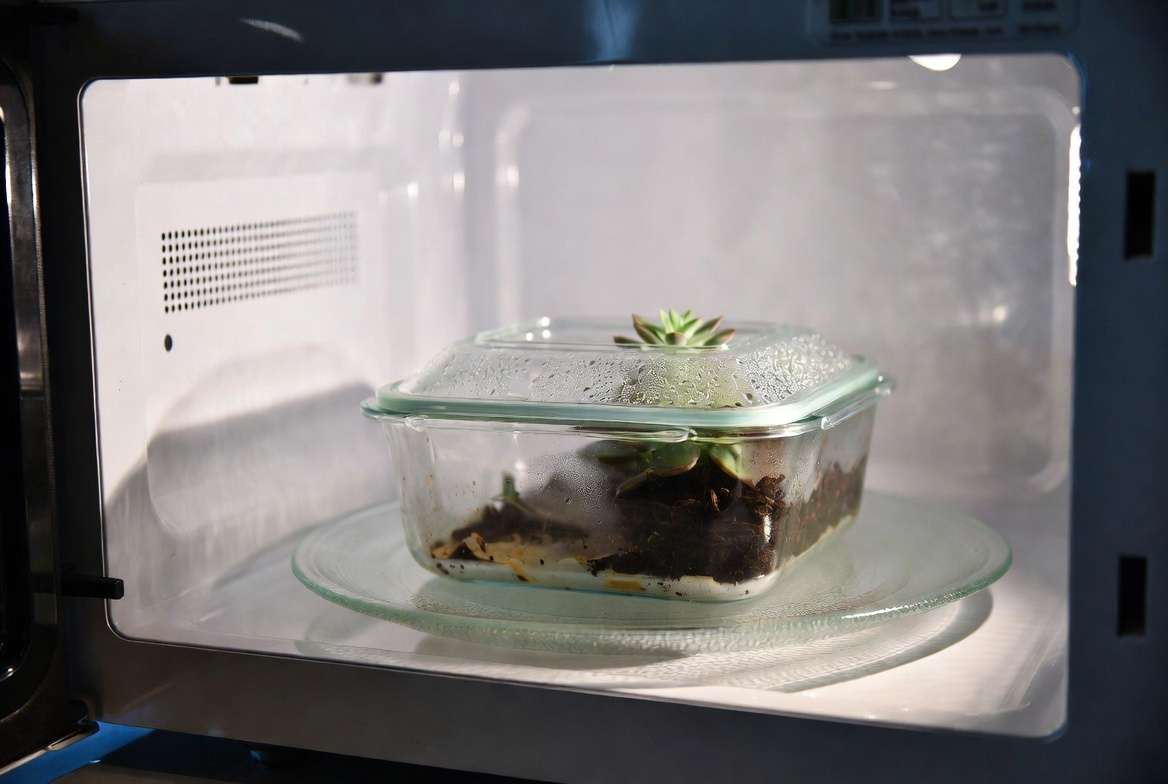 Close-up view of a vented glass container filled with moist soil being prepared inside a microwave oven
