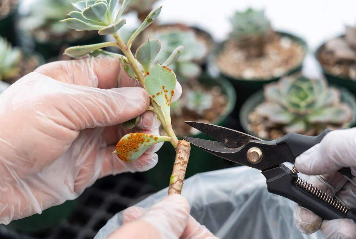 Hands wearing gloves using sterile shears to prune an infected diseased leaf with rust fungus from a Sempervivum succulent.