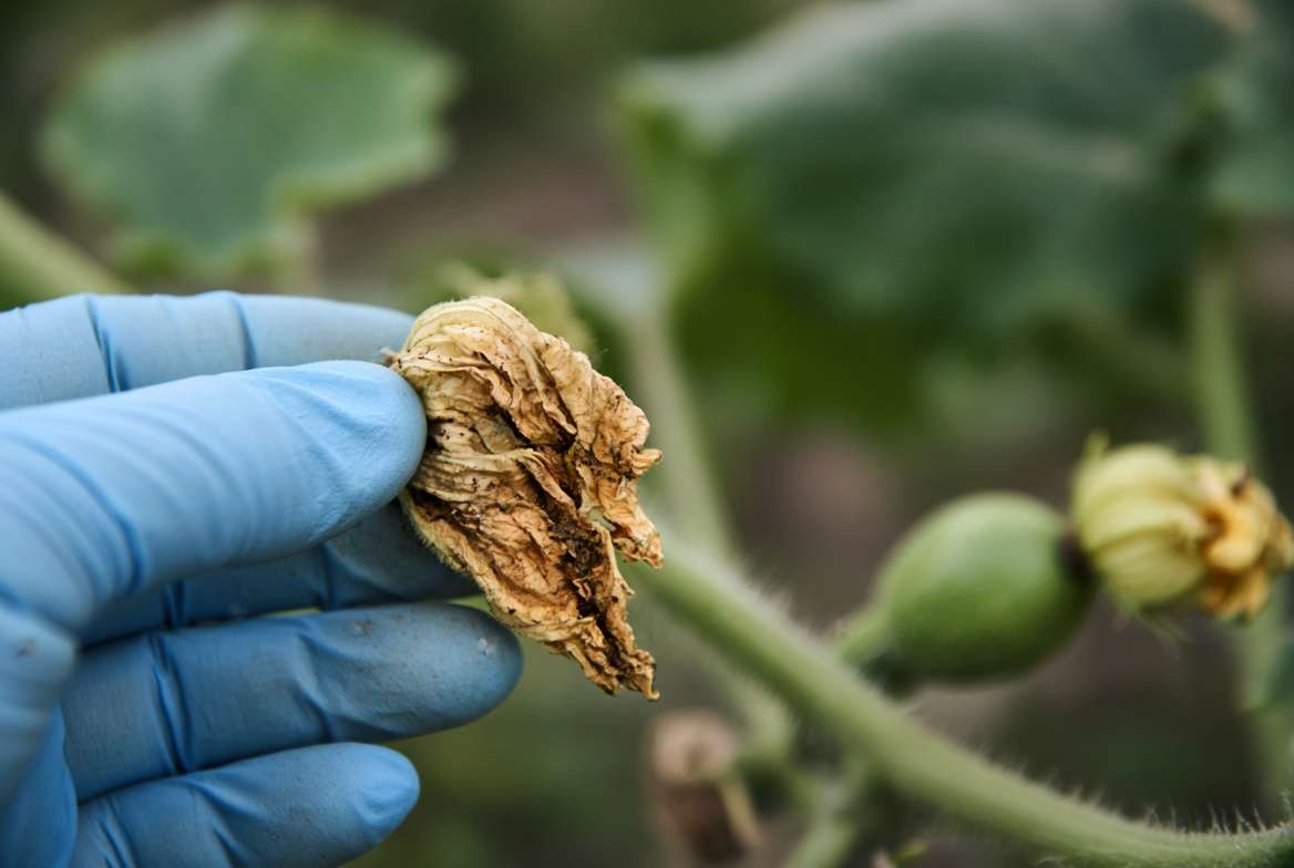 Gardener examining a dried, dropped zucchini flower blossom, signaling late-season nutrient depletion.