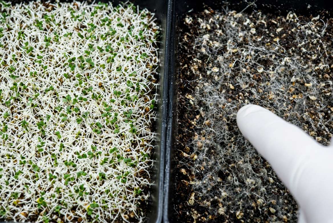 A macro comparison showing healthy white root hairs (cilia) on germinating microgreens versus destructive gray web-like mold on the soil surface