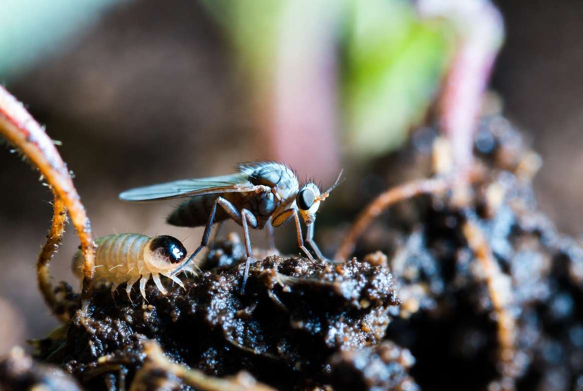 Macro photo of an adult fungus gnat and a larva on damp potting soil.