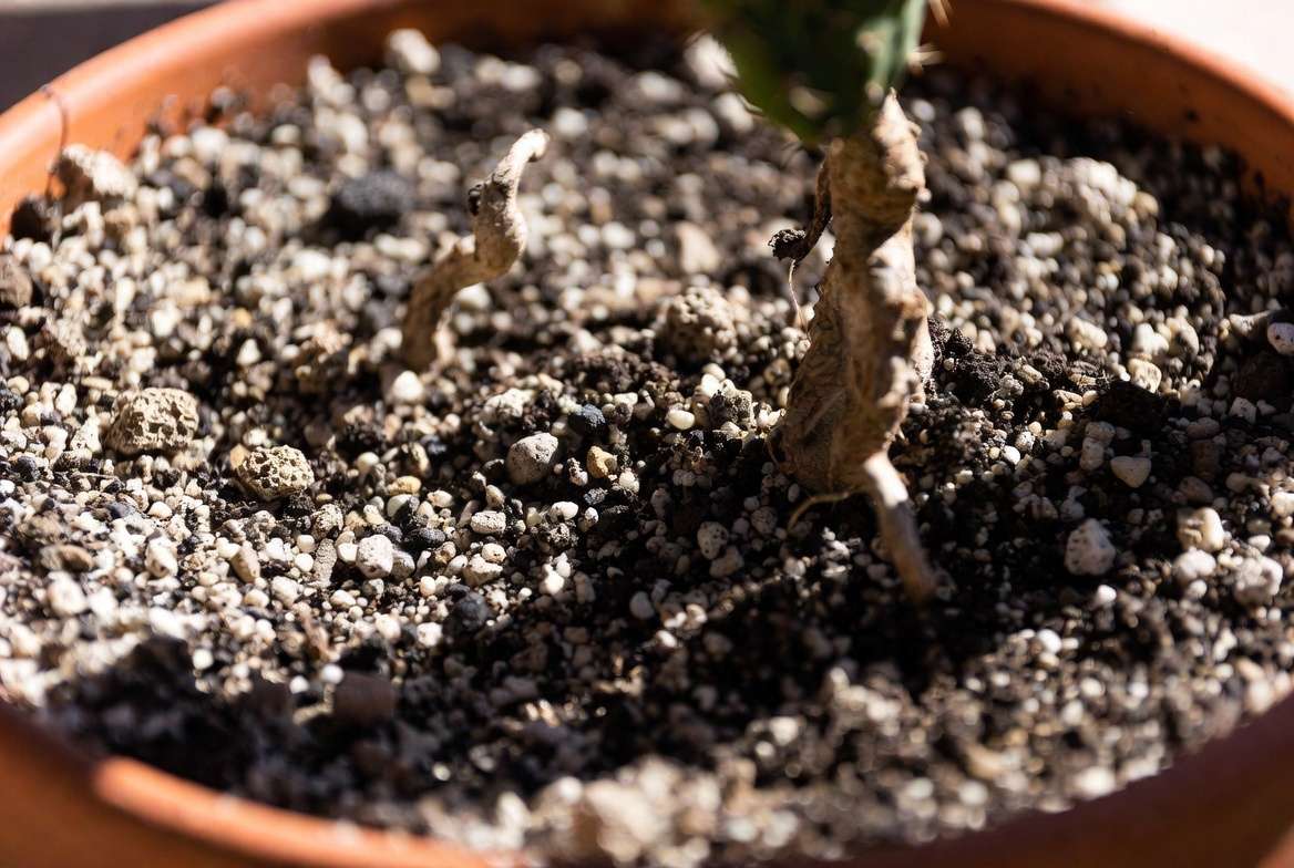 Detailed close-up view of coarse, well-draining cactus soil mix composed of pumice, gravel, sand, and soil, shown inside a pot.