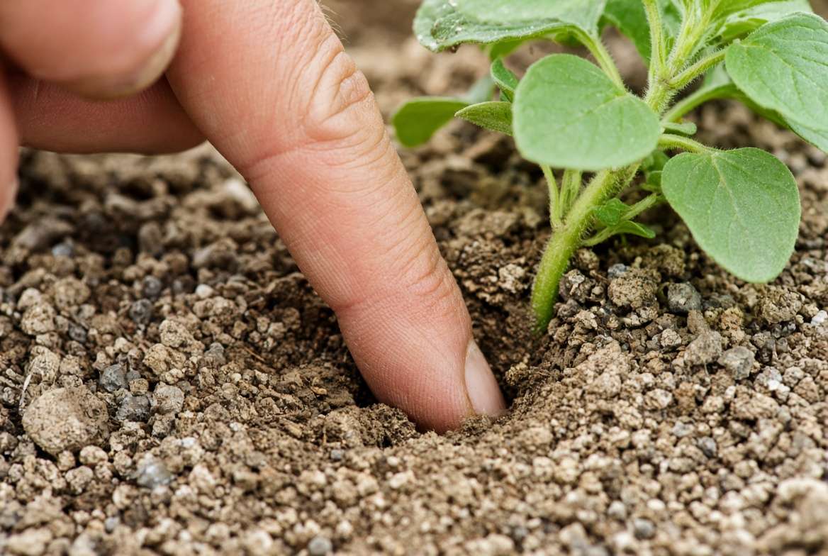 Close-up of gardenerโs hand performing the finger test in dry soil to check if potted oregano needs watering