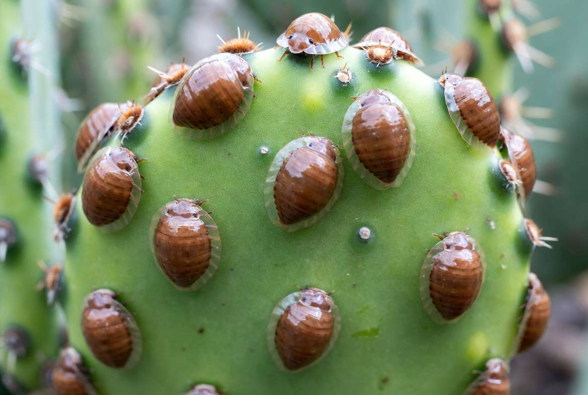 Close-up macro photo showing brown armored scale insects attached to a green cactus pad.