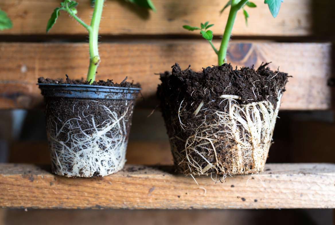 A close-up comparison on a potting bench showing a tangled, root-bound tomato plant root ball next to a healthy, fibrous one.