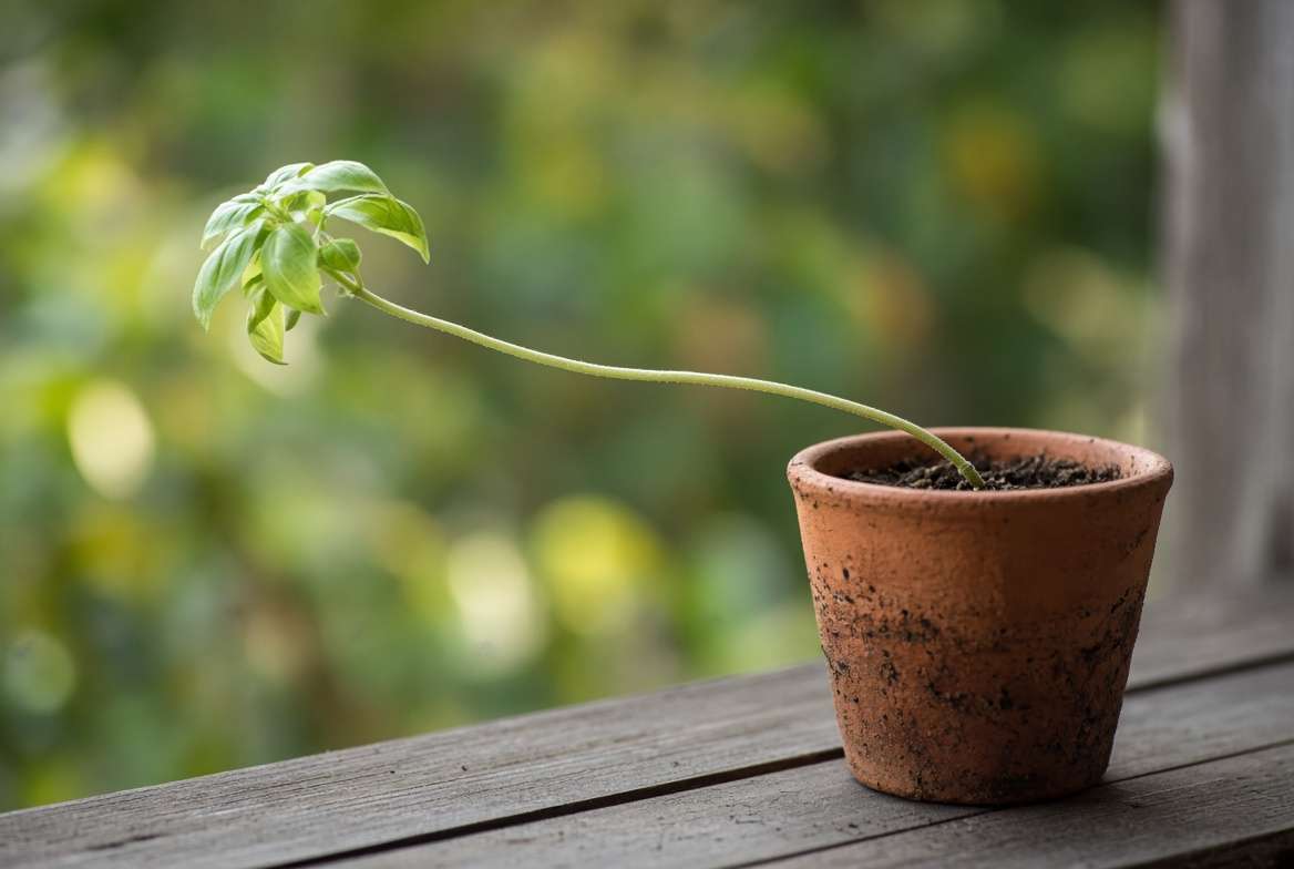 Spindly leggy basil plant stretching towards window light in terracotta pot