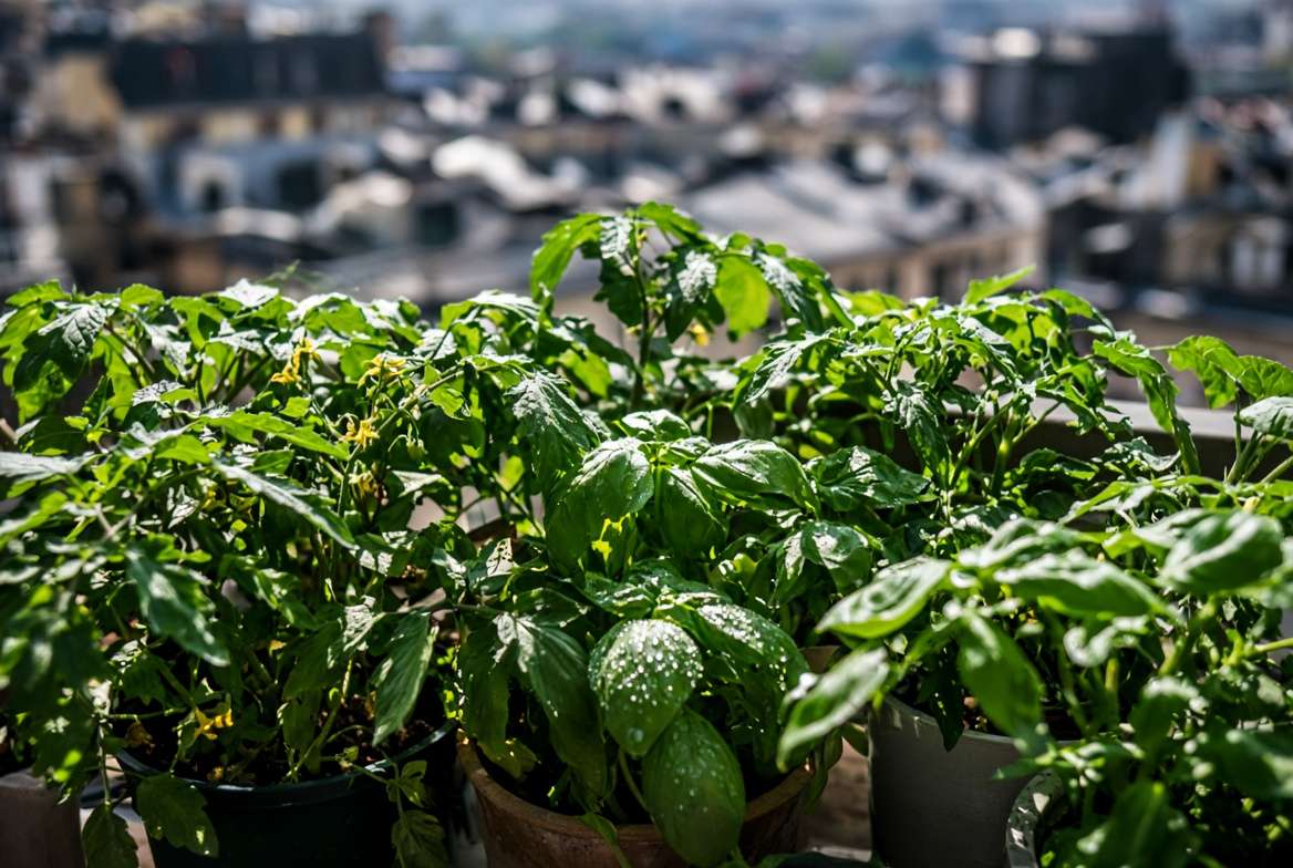 Lush, healthy container garden plants enjoying good airflow on a sunny balcony, illustrating how proper spacing prevents disease.