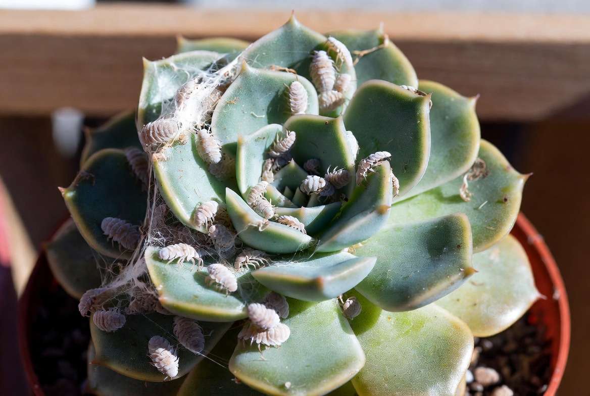 Macro photo of heavy mealybug infestation tucked into the rosette of an unhealthy Echeveria succulent.