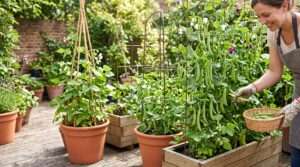 bean and pea options for container trellises
