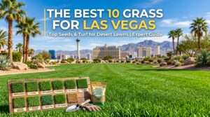 best grass for las vegas