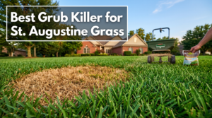 best grub killer for st augustine grass