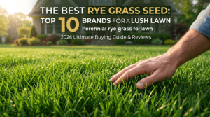 best rye grass seed