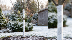best tree wrap for winter