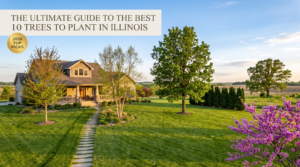 best trees to plant in illinois