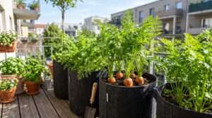 carrots in deep pots for balconies