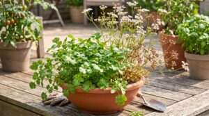 cilantro vs. coriander container care