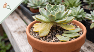 early signs of succulent bacterial infection