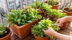 quick-growing salad greens for containers