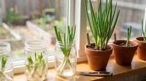 scallions regrowing from kitchen scraps