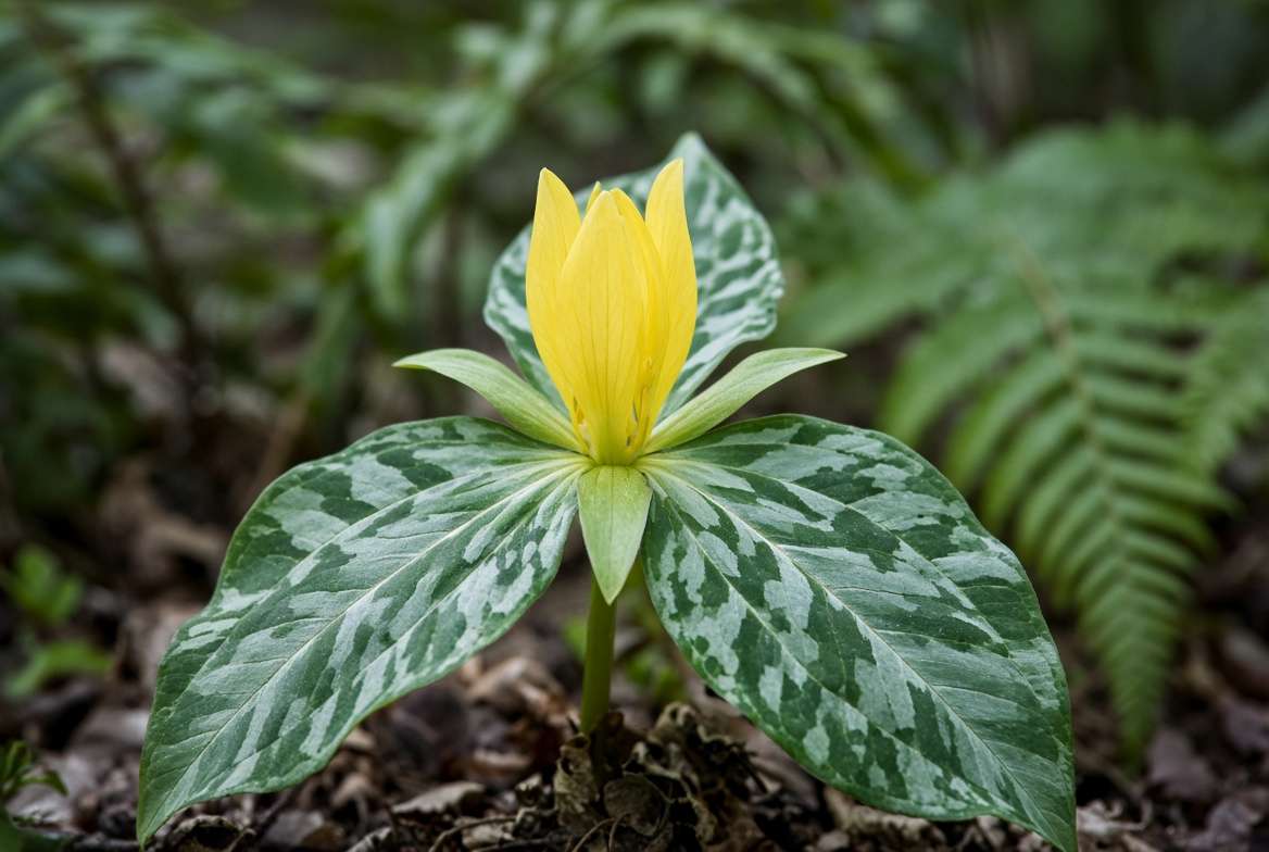 Closeup of Trillium luteum (Yellow Trillium) showing sweet yellow flowers and unique mottled foliage in a forest garden.