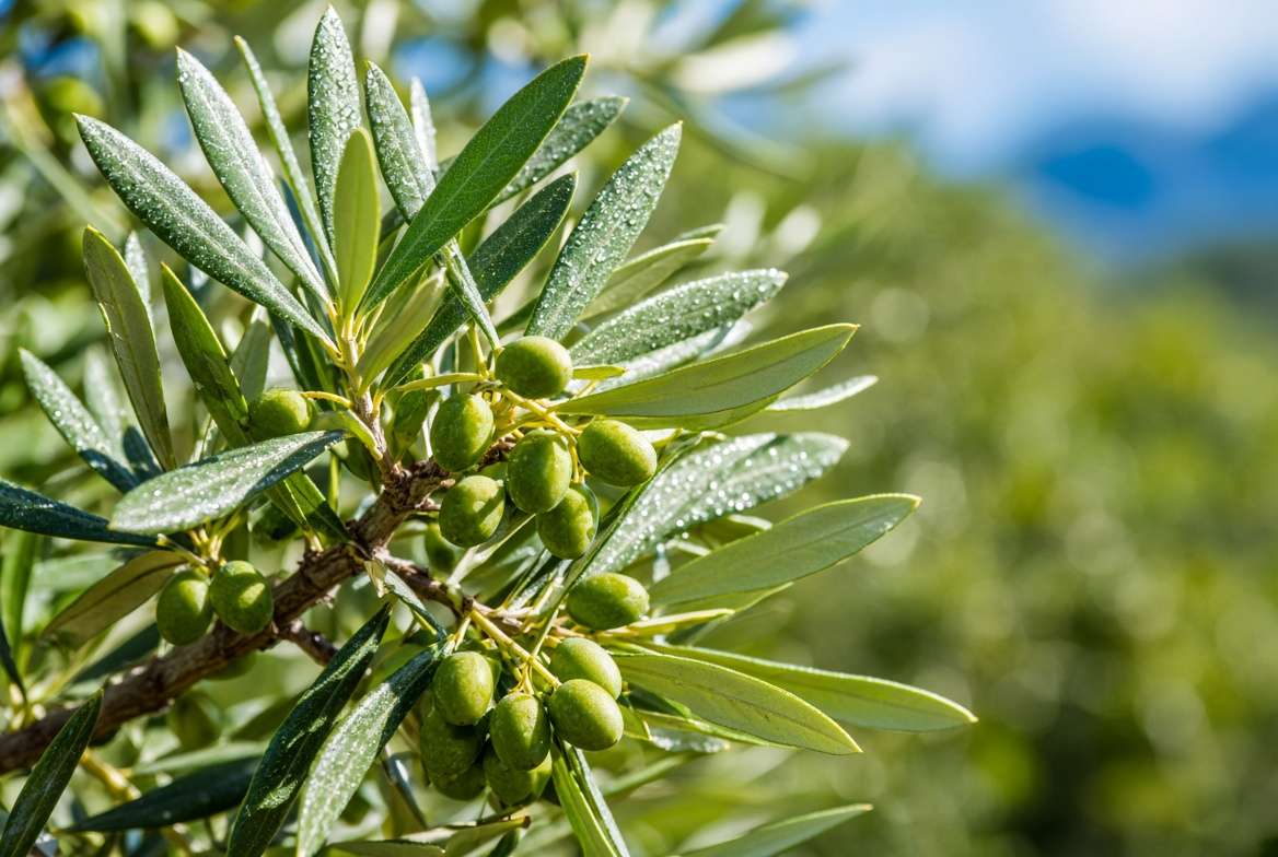 A thriving Arbequina olive tree branch with healthy leaves and small green olives growing in full Texas sun.