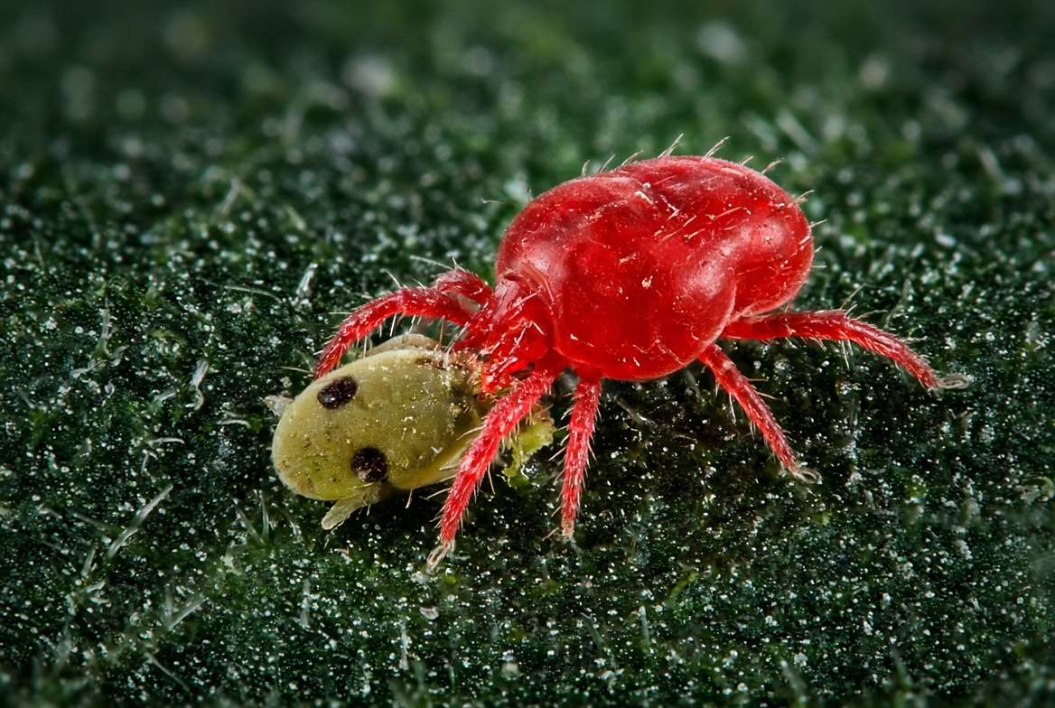 Close-up action shot of a bright red predatory mite consuming a two-spotted spider mite on a leaf.