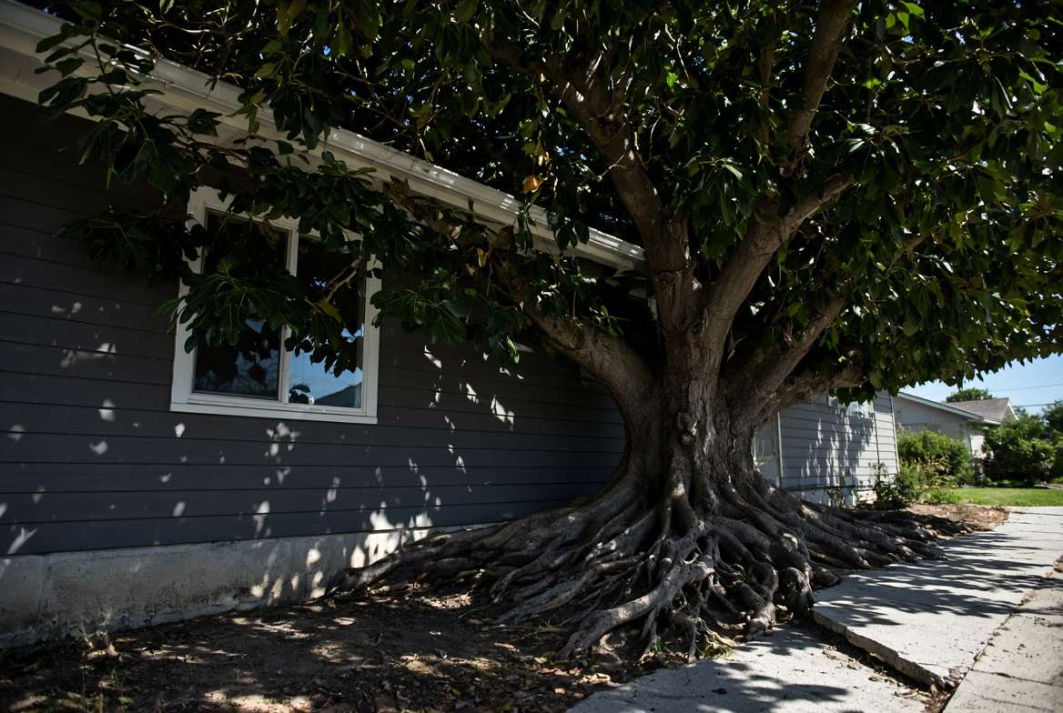 Massive fig tree planted too close to a house foundation, encroaching on walls and lifting concrete walkway.